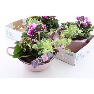 ARR TUINPLANTEN