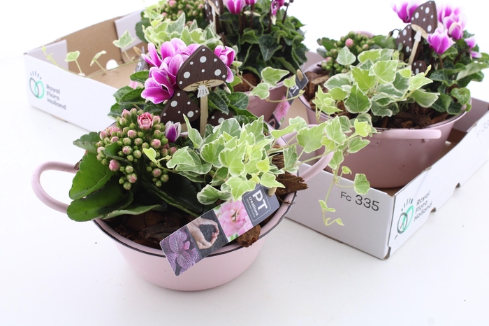 <h4>ARR TUINPLANTEN</h4>
