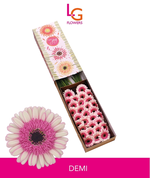 <h4>Germini Demi Doos</h4>