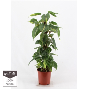 PHILODENDRON BRASIL kratiste klimstok 80cm