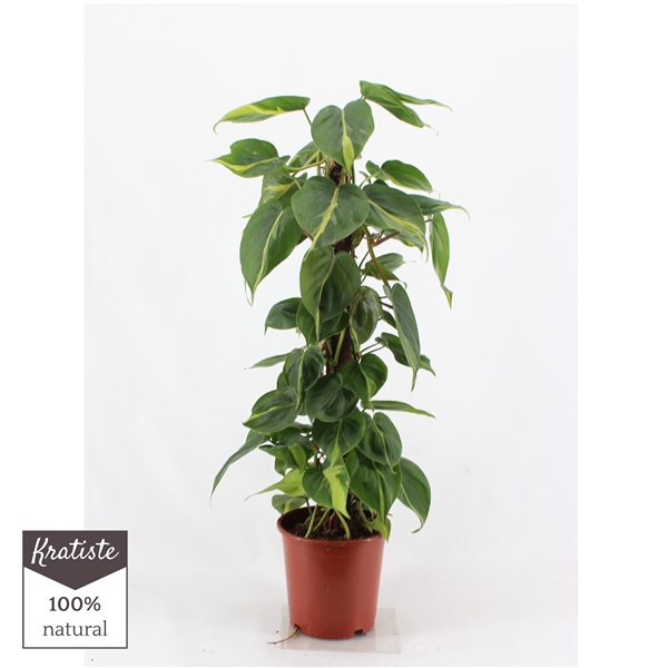 <h4>philodendron brasil kratiste klimstok 80cm</h4>