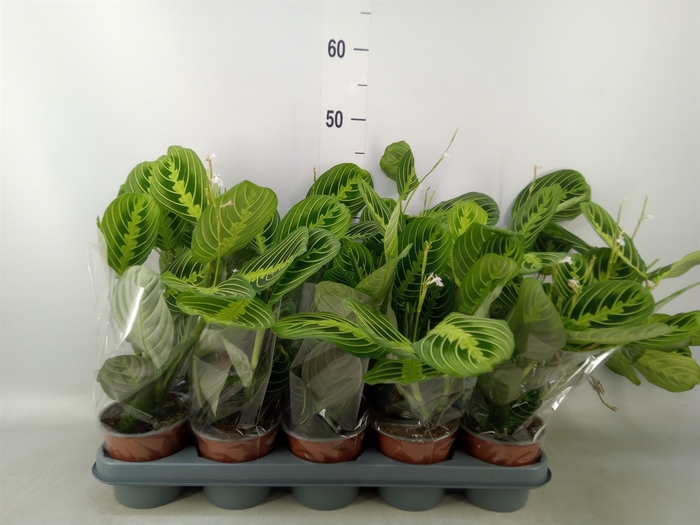 <h4>Maranta leuc. 'Lemon'</h4>