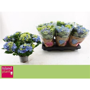 Hydr M Early Blue 6+