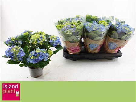 <h4>Hydr M Early Blue 6+</h4>