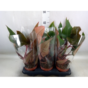 Philodendron   ...