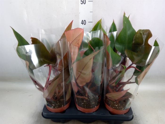 <h4>Philodendron   ...</h4>