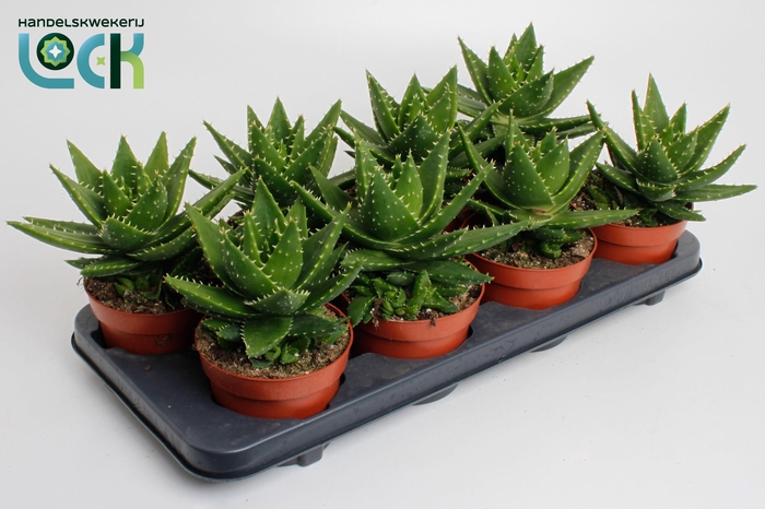 <h4>Aloe Mitriformis (Perfoliata)</h4>