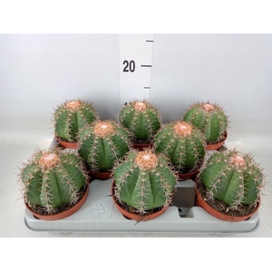 Melocactus matanzanus