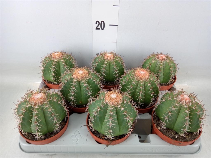 <h4>Melocactus matanzanus</h4>