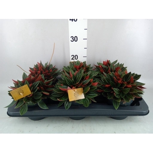 Peperomia caperata 'Rosso'