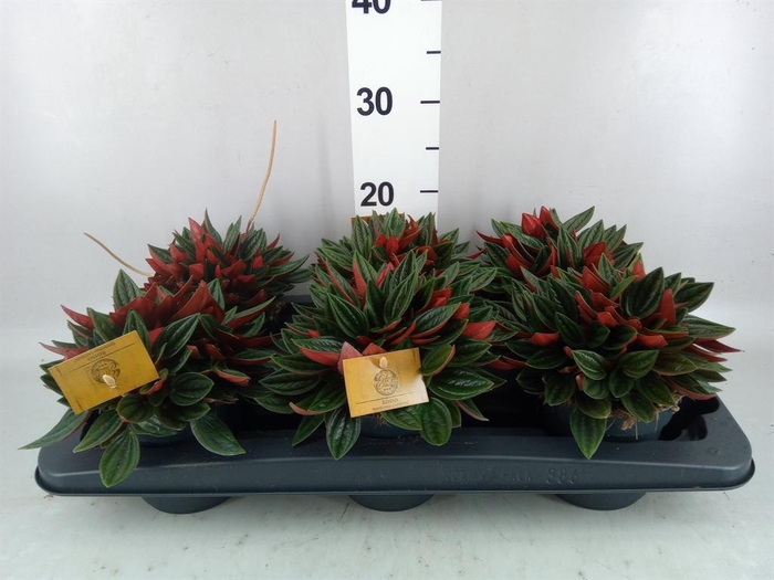 <h4>Peperomia caperata 'Rosso'</h4>