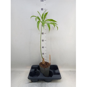 Planten Groen   ...L%