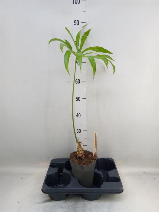 <h4>Planten Groen   ...L%</h4>