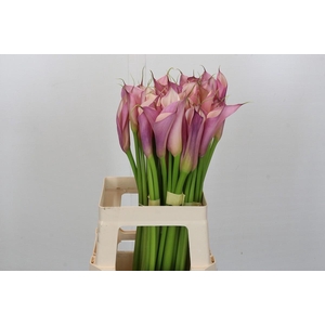 Zantedeschia Eydolls Purple Pink