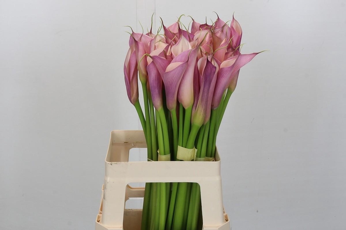 <h4>Zantedeschia Eydolls Purple Pink</h4>