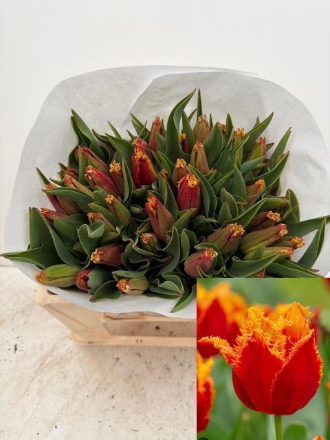 <h4>TU GEFR FABIO</h4>