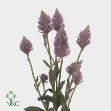 PTILOTUS EXALTATUS CM 50