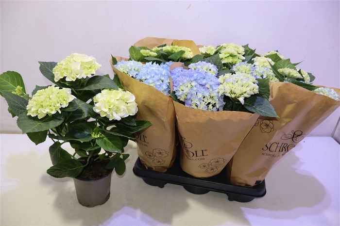 <h4>arr8 Hydr M Gem</h4>