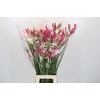 Nerine Mix
