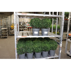 Ilex Cr Luxus Globe