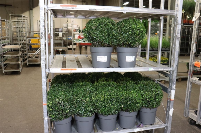 <h4>Ilex Cr Luxus Globe</h4>