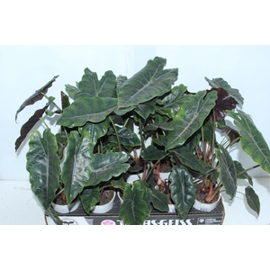 ALOCASIA CHANTRIERI P12