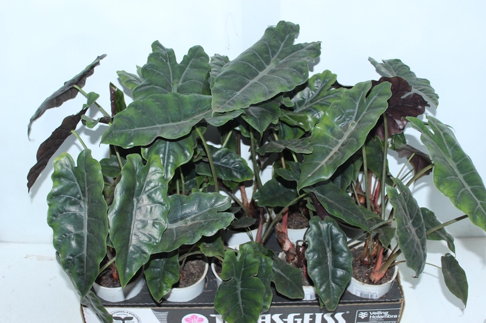 <h4>ALOCASIA CHANTRIERI P12</h4>