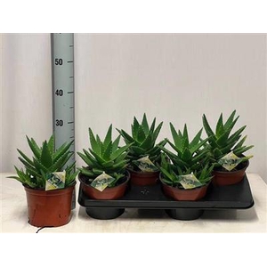 P.ALOE PERFOLIATA X4