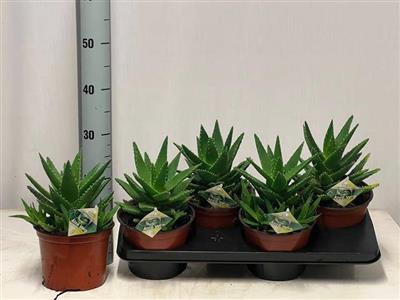 <h4>P.ALOE PERFOLIATA X4</h4>