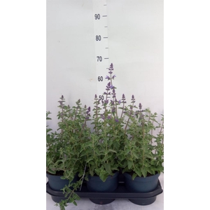 Nepeta faassenii 'Walkers Low'