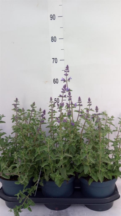 <h4>Nepeta faassenii 'Walkers Low'</h4>