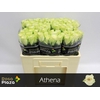 R Gr Athena X10
