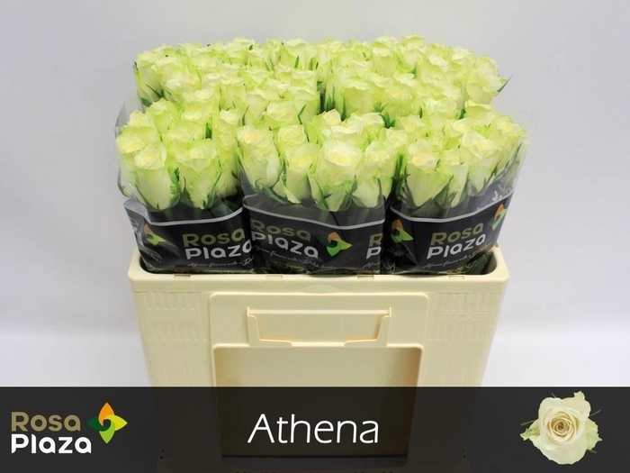 R Gr Athena X10
