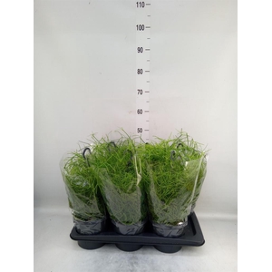 Rhipsalis baccifera 'Oasis'