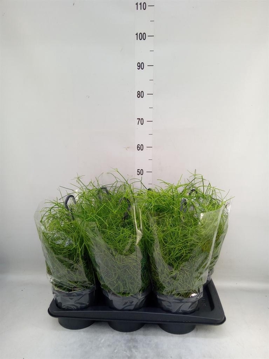 <h4>Rhipsalis baccifera 'Oasis'</h4>