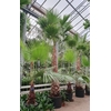 Washingtonia robusta
