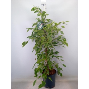 Ficus benja. 'Golden King'