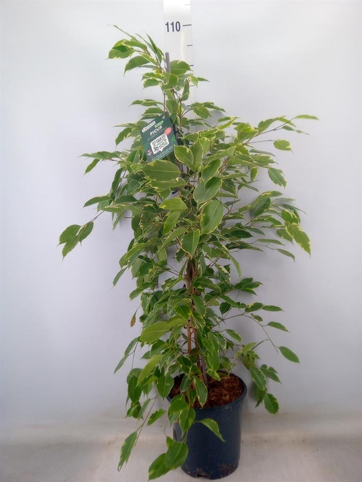 <h4>Ficus benja. 'Golden King'</h4>