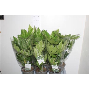 Fatsia Variegata Bontbladig