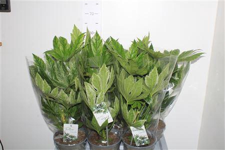 <h4>Fatsia Variegata Bontbladig</h4>