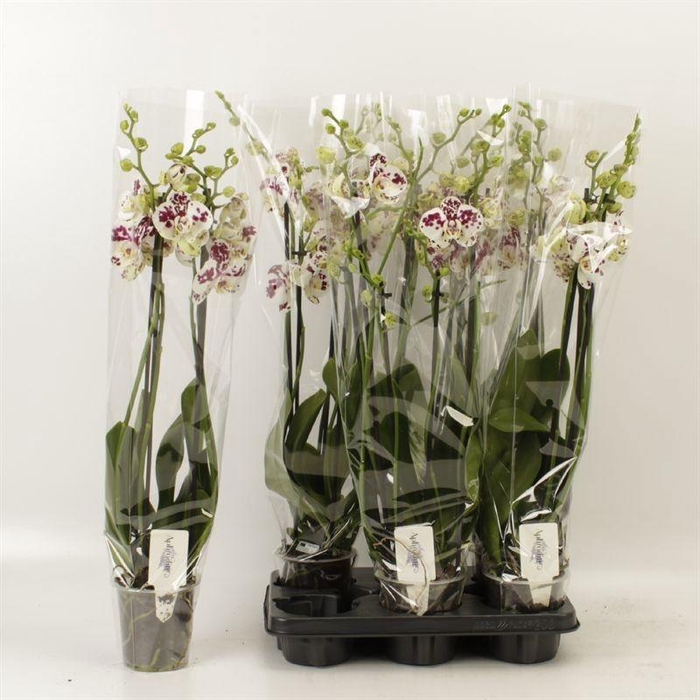 <h4>PHAL AN MARRAKESH</h4>