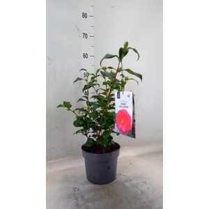 Camellia reticulata 'Mary Williams'