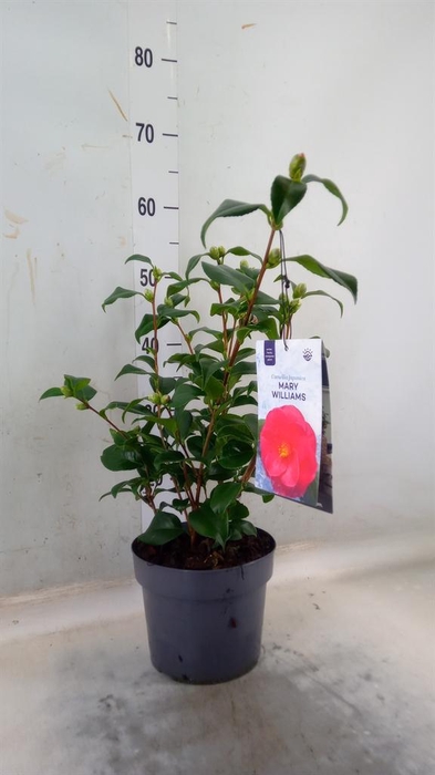<h4>Camellia reticulata 'Mary Williams'</h4>