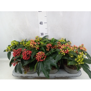 Skimmia jap. ssp  reevesiana