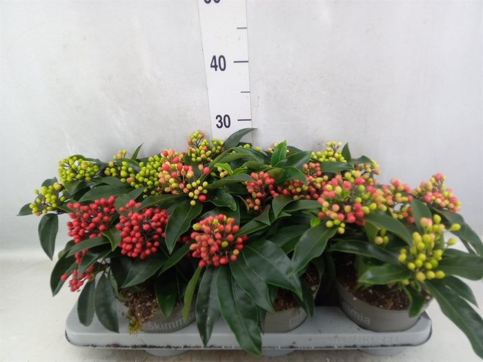 Skimmia jap. ssp  reevesiana