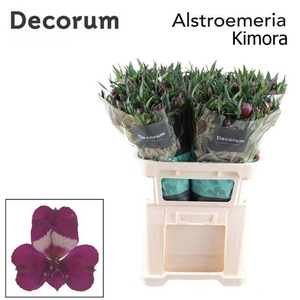 ALSTR KIMORA