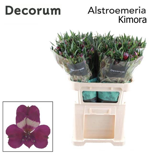 <h4>ALSTR KIMORA</h4>