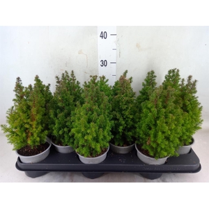 Chamaecyparis thyo. 'Alpica'