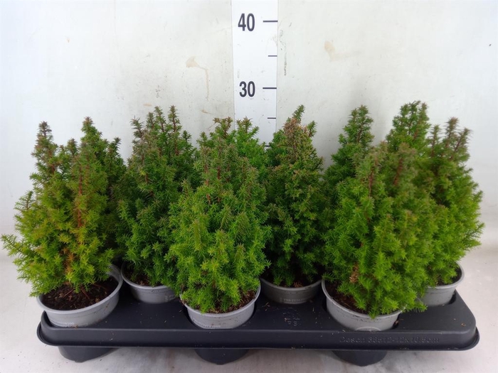 <h4>Chamaecyparis thyo. 'Alpica'</h4>