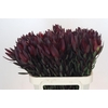 Leucadendron Saf Sunset Dark R.